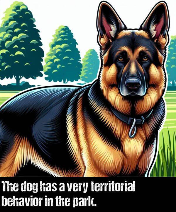 behavior: The dog has a very territorial behavior in the park.