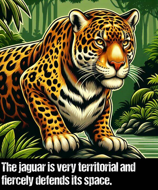 space: The jaguar is very territorial and fiercely defends its space.