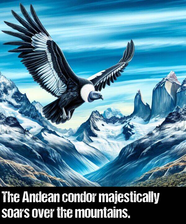 majestically: The Andean condor majestically soars over the mountains.