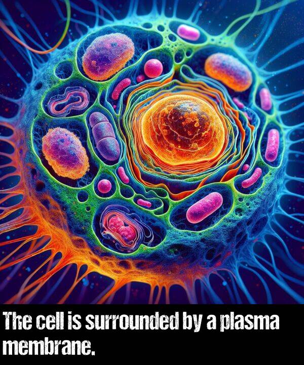 membrane: The cell is surrounded by a plasma membrane.