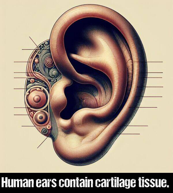 ears: Human ears contain cartilage tissue.