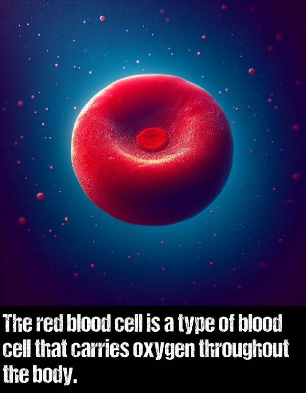 body: The red blood cell is a type of blood cell that carries oxygen throughout the body.