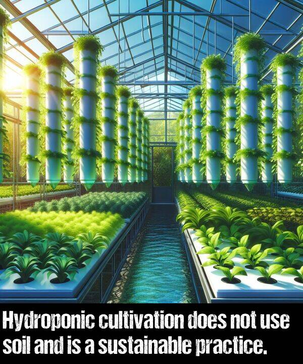 cultivation: Hydroponic cultivation does not use soil and is a sustainable practice.