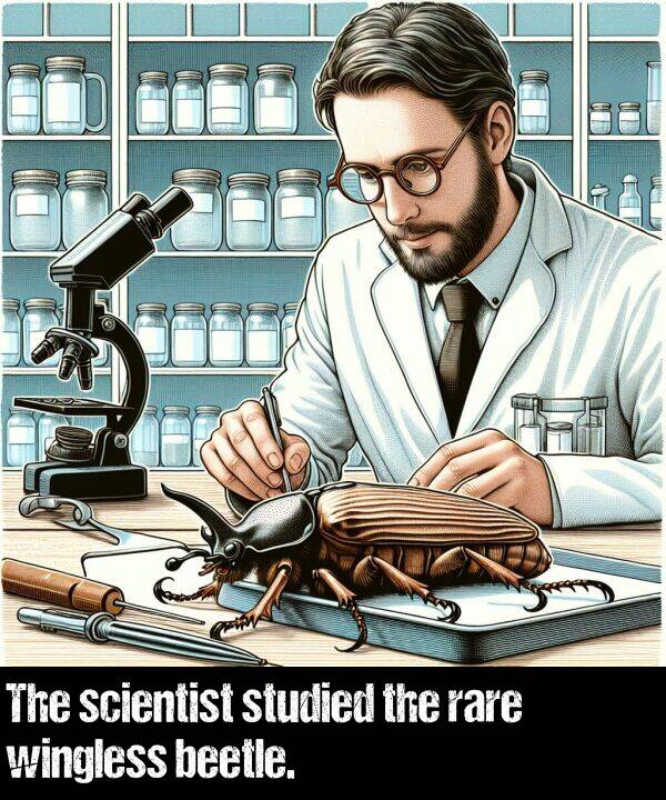 rare: The scientist studied the rare wingless beetle.
