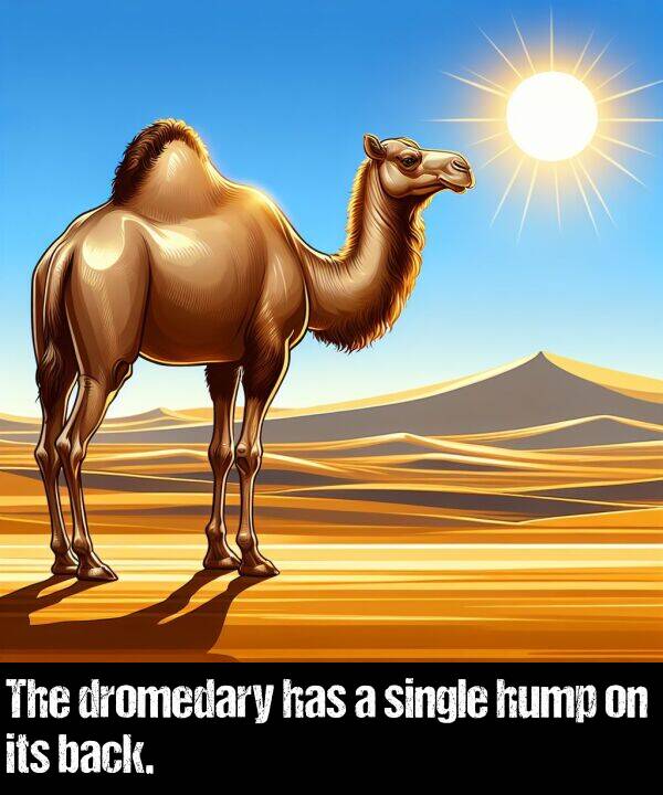 back: The dromedary has a single hump on its back.