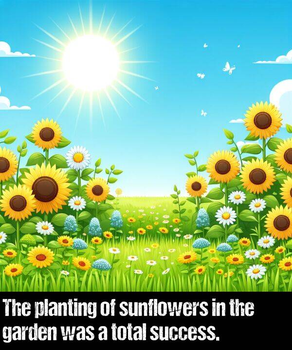 garden: The planting of sunflowers in the garden was a total success.