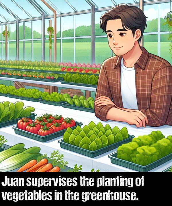 vegetables: Juan supervises the planting of vegetables in the greenhouse.