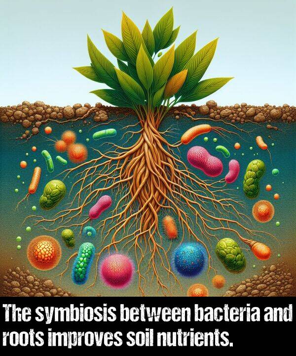 bacteria: The symbiosis between bacteria and roots improves soil nutrients.