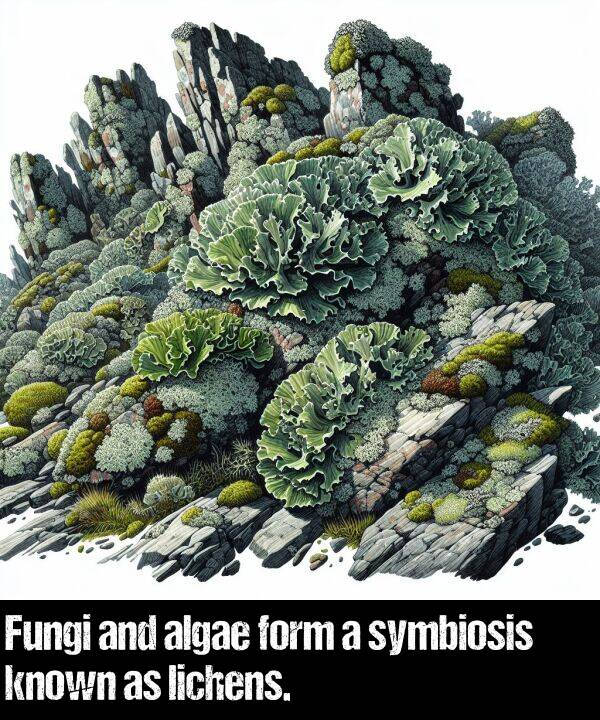known: Fungi and algae form a symbiosis known as lichens.