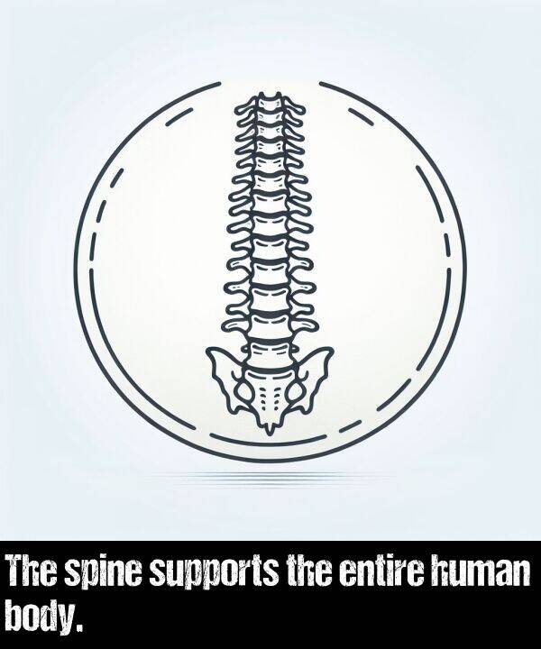 body: The spine supports the entire human body.