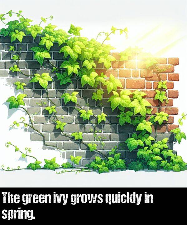 quickly: The green ivy grows quickly in spring.