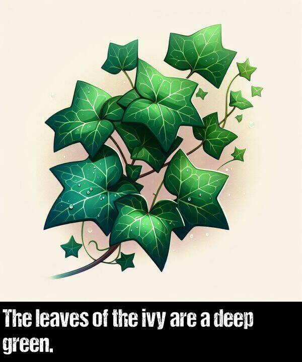 are: The leaves of the ivy are a deep green.