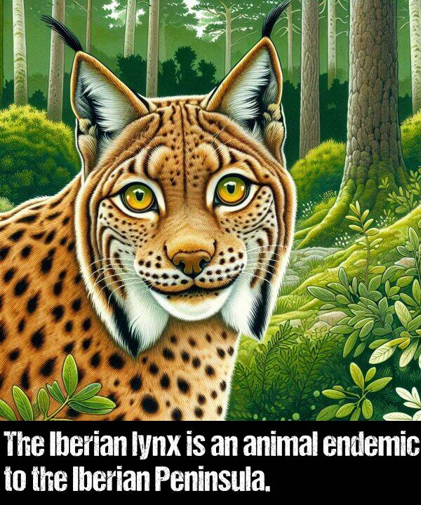 animal: The Iberian lynx is an animal endemic to the Iberian Peninsula.