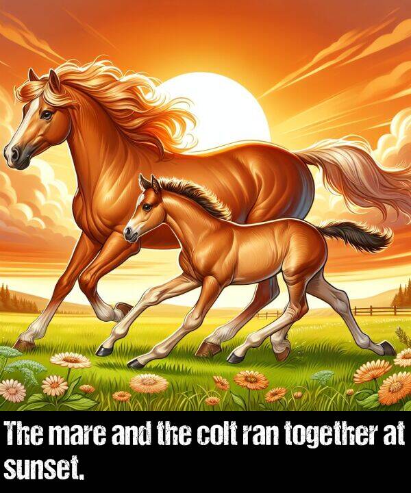 colt: The mare and the colt ran together at sunset.