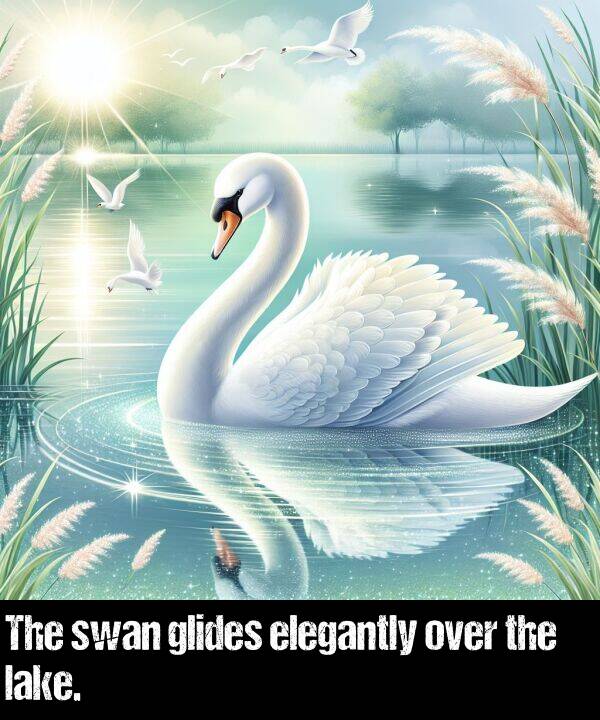 elegantly: The swan glides elegantly over the lake.