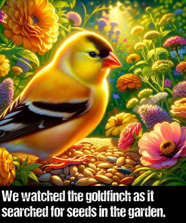 watched: We watched the goldfinch as it searched for seeds in the garden.