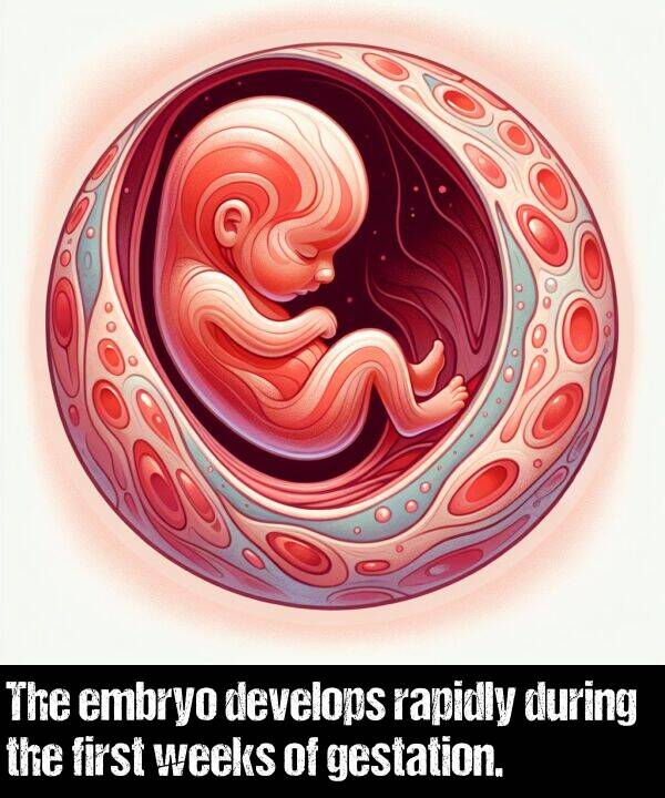 weeks: The embryo develops rapidly during the first weeks of gestation.
