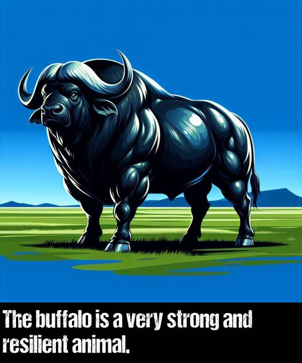 animal: The buffalo is a very strong and resilient animal.