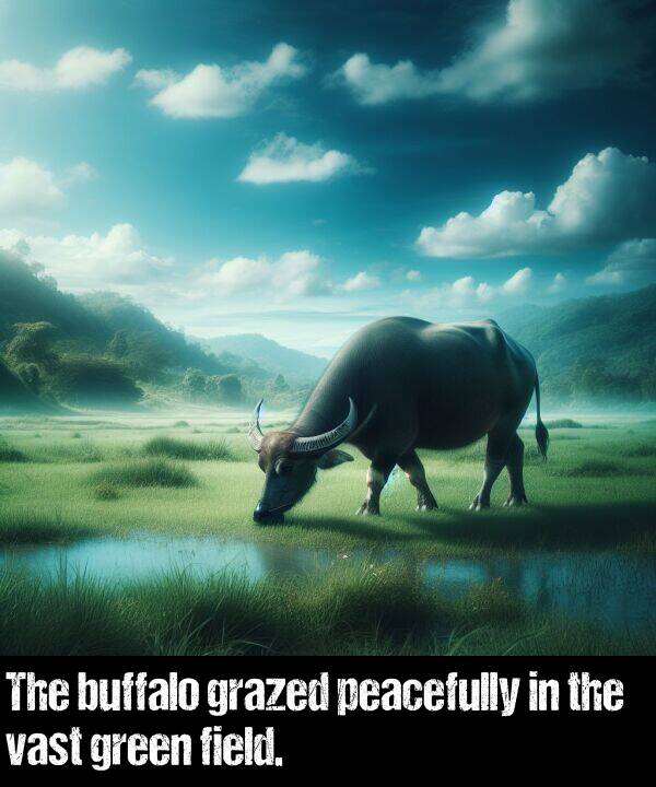 field: The buffalo grazed peacefully in the vast green field.