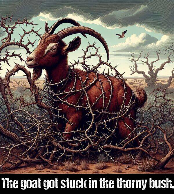 bush: The goat got stuck in the thorny bush.