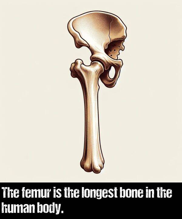 longest: The femur is the longest bone in the human body.