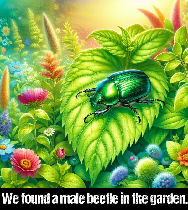 male: We found a male beetle in the garden.