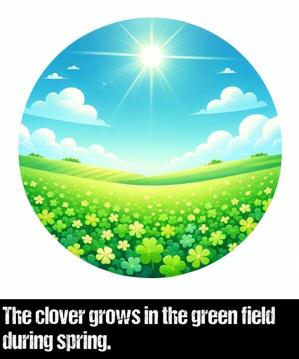 field: The clover grows in the green field during spring.