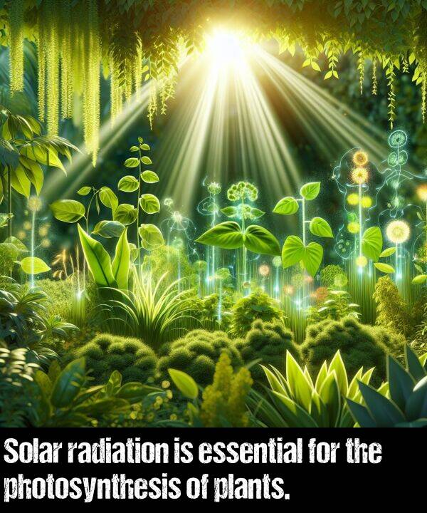 radiation: Solar radiation is essential for the photosynthesis of plants.