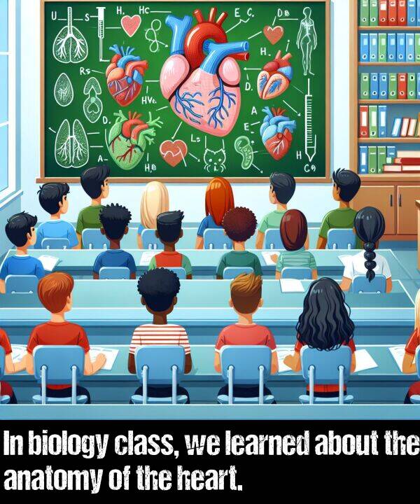 learned: In biology class, we learned about the anatomy of the heart.