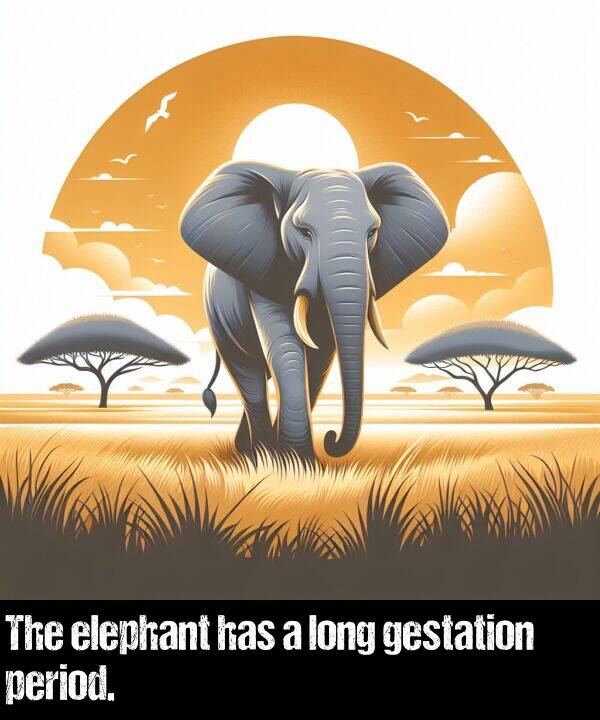 has: The elephant has a long gestation period.