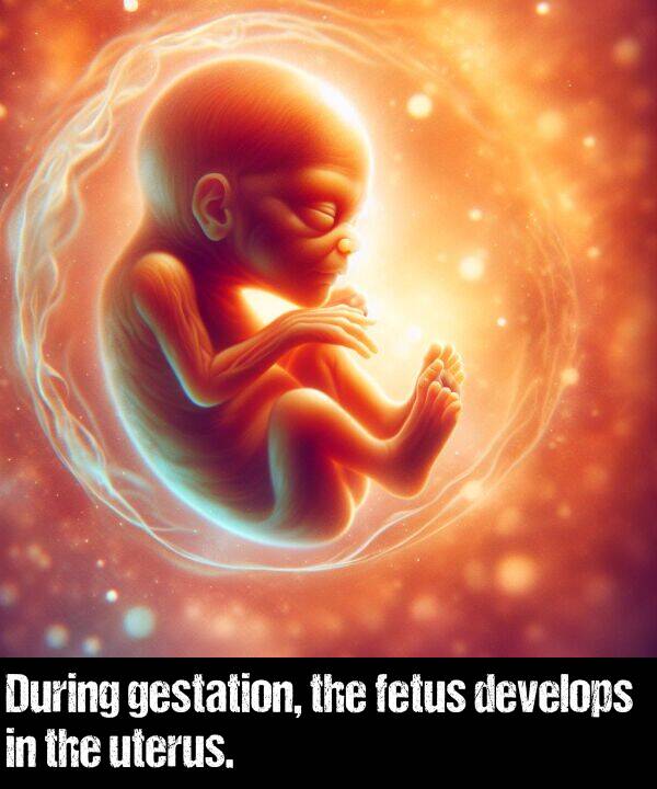 gestation: During gestation, the fetus develops in the uterus.