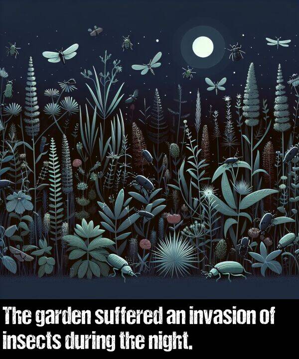 night: The garden suffered an invasion of insects during the night.
