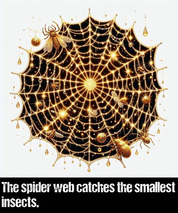 web: The spider web catches the smallest insects.