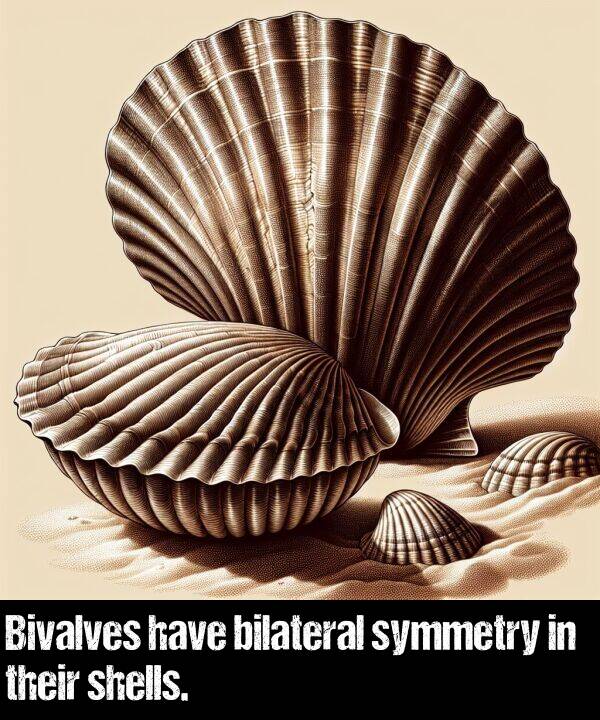 their: Bivalves have bilateral symmetry in their shells.