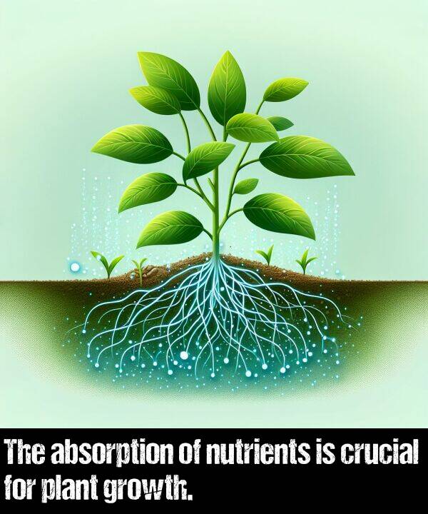 absorption: The absorption of nutrients is crucial for plant growth.