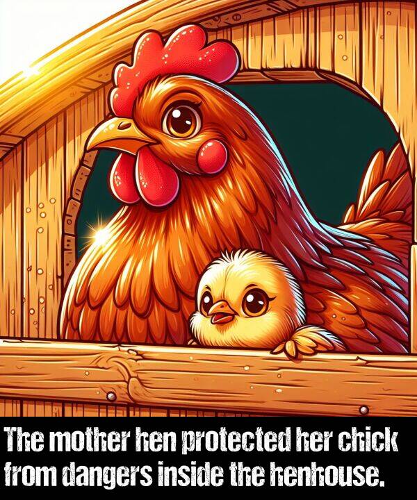 dangers: The mother hen protected her chick from dangers inside the henhouse.