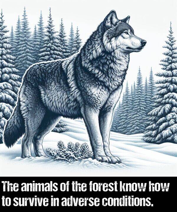 how: The animals of the forest know how to survive in adverse conditions.