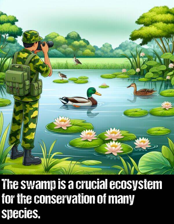 many: The swamp is a crucial ecosystem for the conservation of many species.