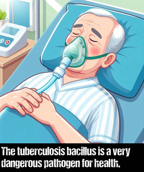 bacillus: The tuberculosis bacillus is a very dangerous pathogen for health.