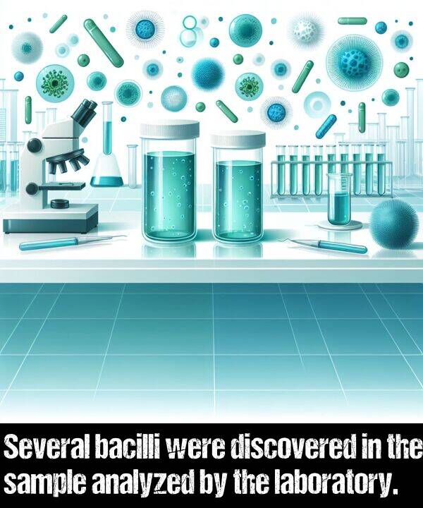 laboratory: Several bacilli were discovered in the sample analyzed by the laboratory.
