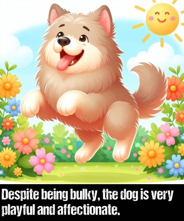being: Despite being bulky, the dog is very playful and affectionate.