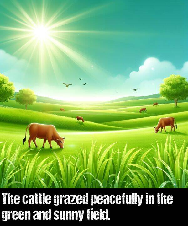 field: The cattle grazed peacefully in the green and sunny field.