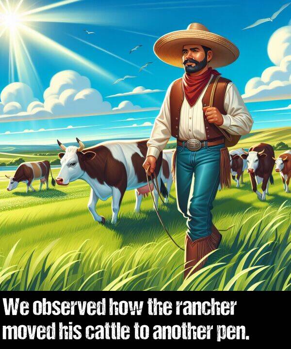 how: We observed how the rancher moved his cattle to another pen.