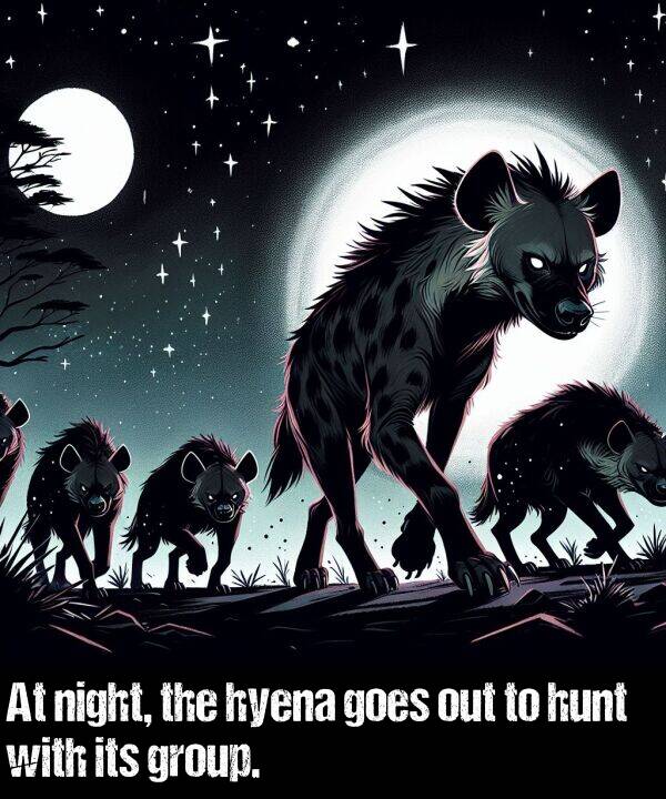 night: At night, the hyena goes out to hunt with its group.