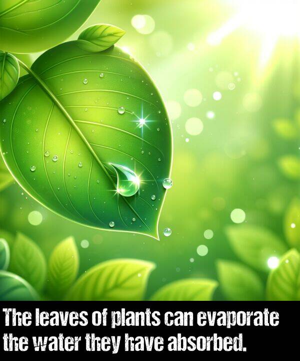 absorbed: The leaves of plants can evaporate the water they have absorbed.