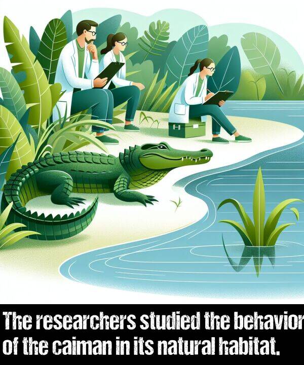 behavior: The researchers studied the behavior of the caiman in its natural habitat.