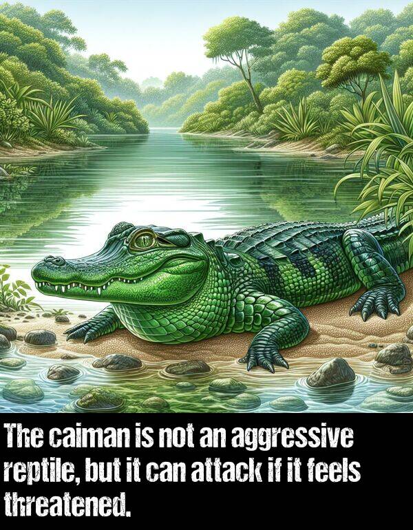 feels: The caiman is not an aggressive reptile, but it can attack if it feels threatened.