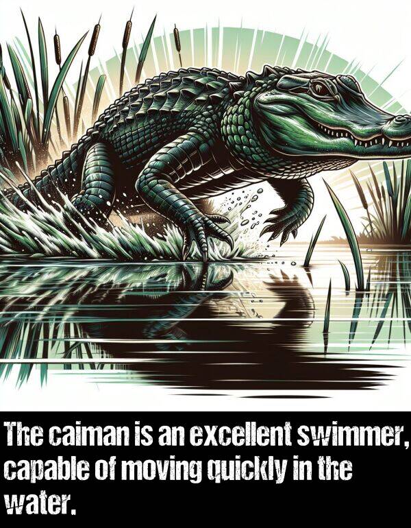 capable: The caiman is an excellent swimmer, capable of moving quickly in the water.