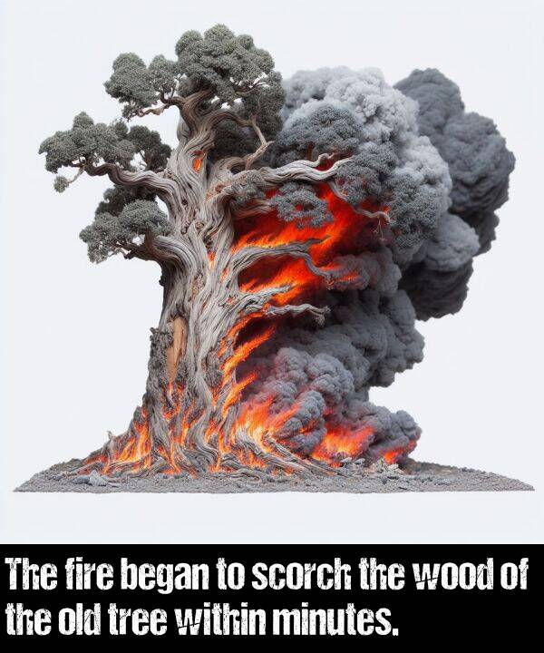 within: The fire began to scorch the wood of the old tree within minutes.