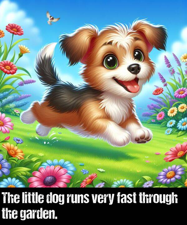 fast: The little dog runs very fast through the garden.